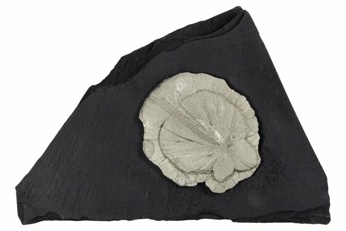 Pyrite Sun on Slate - Sparta, Illinois #348939